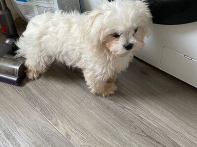Maltese puppies