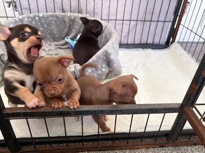 CHIHUAHUA
