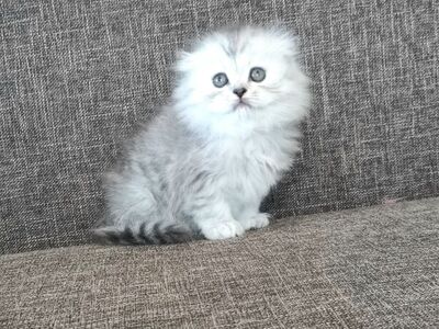 Scottish Fold kassipojad emane