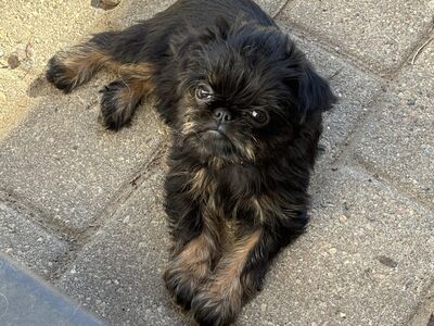 Griffon Bruxellois