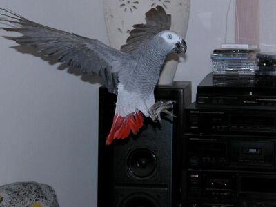 Müüa Aafrika hallid ja arapapagoid... kirjuta mull
