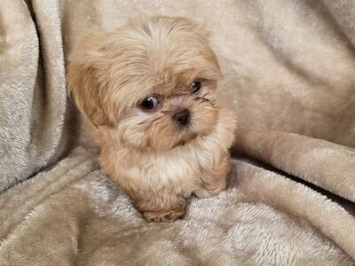 SHIH TZU