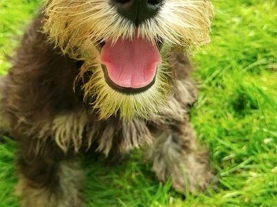 Zwergschnauzer