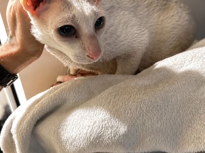 Cornish Rex kass