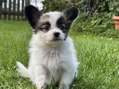 Papillon
