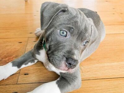 Cane Corso kutsikas lapsendamiseks