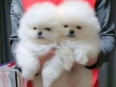 Pomeranian kutsikad saadaval