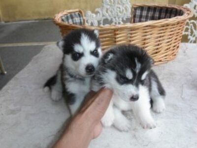 Beautiful Husky puppies