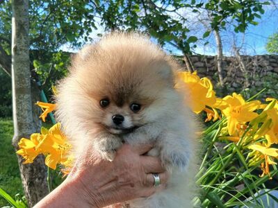 Pomeranian kutsikas