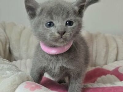 Russian blue kittens available