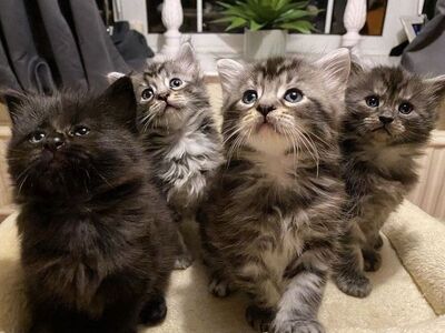 Maine Coon-kittens beschikbaar