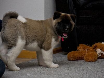 Akita kutsikad