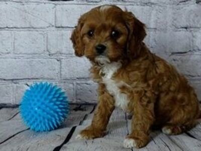 Cavapoo kutsikad