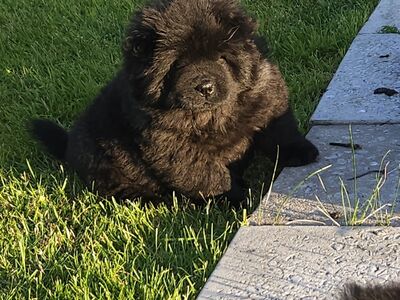 Chow Chow kutsikad