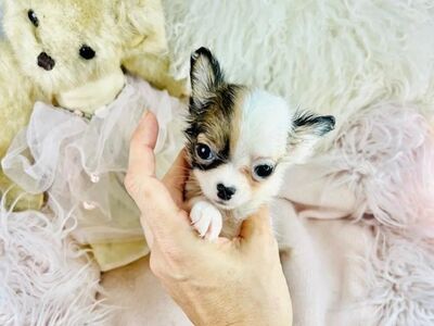 Chihuahua