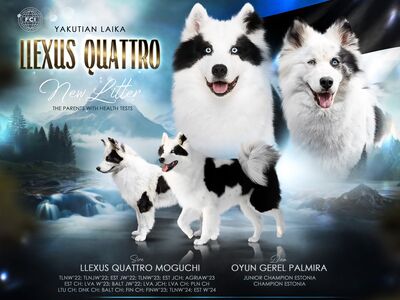 Jakuutia Laika kutsikad