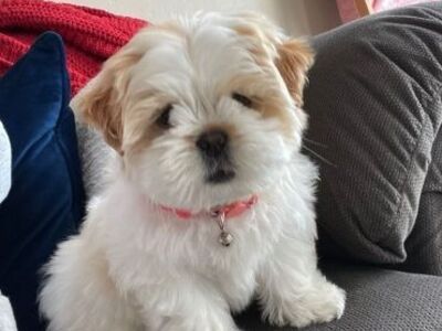 Tutvu armsate shih tzu kutsikatega, kes otsivad ko