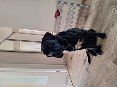 Müüa isane cane corso