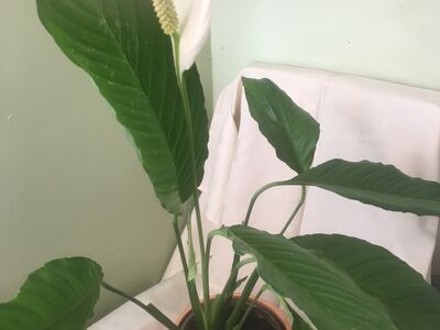 Rahuliilia (Spathiphyllum)