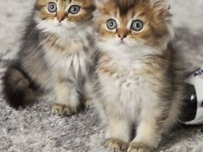 Scottish Fold
