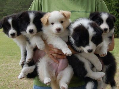 Border collie