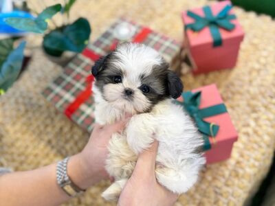 Armas isane shih tzu teekupp lapsendamiseks