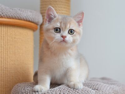 Британский короткошёрстный котёнок