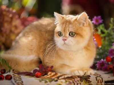 Kuldne chinchilla british emane kass