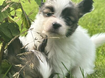 Papillon