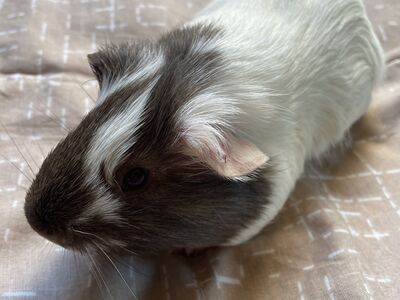 Merisiga