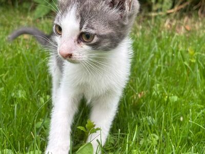 Бесплатно 2,5-месячный котёнок мальчик