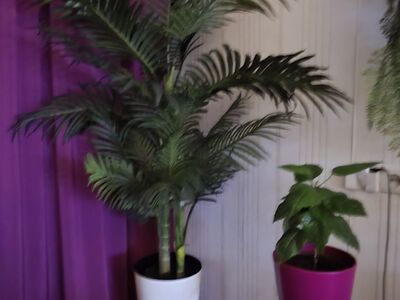 Green4Ever kunstpalm