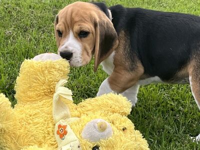 Beagle kutsikas