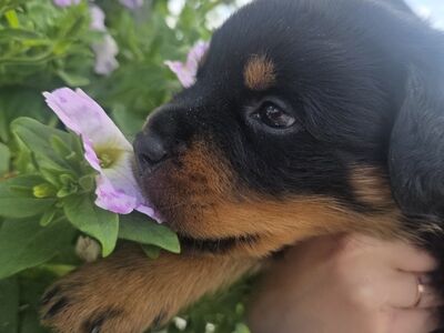 Isane rottweileri kutsikas tõutunnistusega