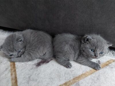 British Shorthair kittens