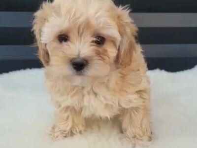 Maltipoo kutsikas