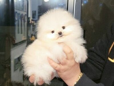 ✨???? POMERANIANI KUTSIKAD OTSIVAD UUT KODU! ????✨