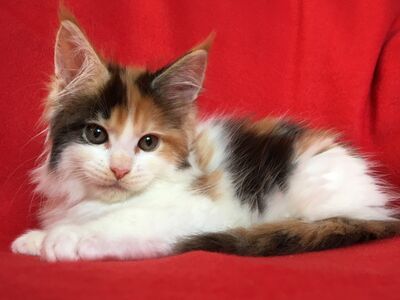 Maine Coon mix