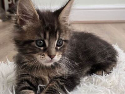 Maine Coon kassipojad