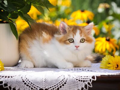 Ainuke EESTIS Briti kassipoeg GOLDEN/WHITE