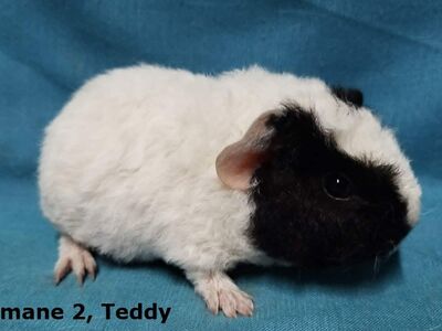 Tõu merisead Teddy-emased