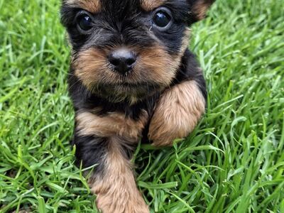 Yorkie kutsikad