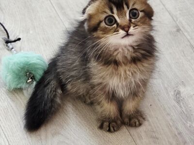 Скоттиш-фолд