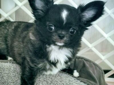 CHIHUAHUA EMANE KUTSIKAS,