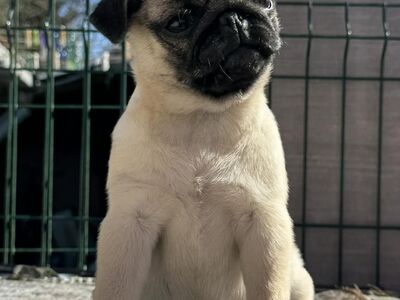 Mops