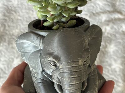 Crassula rupestris (наскальная толстянка)