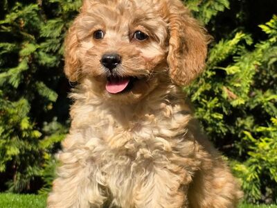 Cavapoo kutsikad