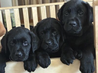 Labradori retriiveri kutsikad