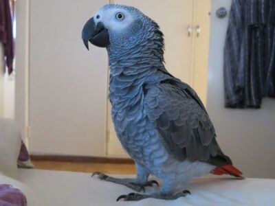 Buy Jess African Grey Parrot