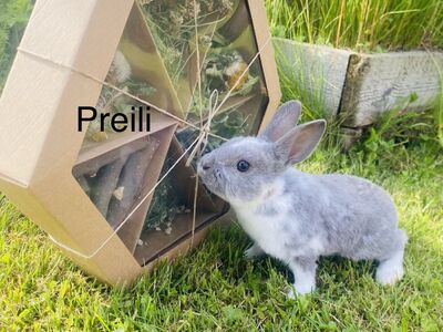 Kääbusreksi pojad